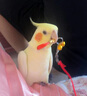 京格（JINGGE）牡丹鸚鵡脖套放飛溜鳥繩鳥鏈子八哥伯勞蠟嘴栓鳥脖繩套 紅脖套+20cm尾繩【金鈴鐺+口哨】 曬單實(shí)拍圖