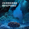 京東京造 大連有機(jī)干海參250g 含鹽量不高于40% 遼刺參 干貨禮盒 送禮 曬單實(shí)拍圖