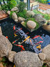 三友創(chuàng)美錦鯉魚糧螺旋藻鯉魚飼料金魚食營養(yǎng)均衡促生長增艷增色中小顆粒 全效增艷1.5kg 曬單實拍圖