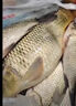 本諾釣魚傘萬向大釣傘防風(fēng)防暴雨傘釣魚拐杖傘漁具加厚防曬戶外遮陽傘 2.4#一口價【機械臂拐杖】黑紅 12棱防轉(zhuǎn)機械臂調(diào)節(jié) 曬單實拍圖
