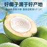 輕上（LIGHT UPPER） 100%椰子水 椰汁飲料 含天然電解質(zhì) 245ml*10瓶 曬單實(shí)拍圖