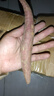 現(xiàn)挖西瓜紅蜜薯沙地香甜軟糯紅心番薯山芋無(wú)絲農(nóng)家自種糖心地瓜 優(yōu)質(zhì)西瓜紅 9斤 帶箱 中大果（單果150g-500g） 曬單實(shí)拍圖