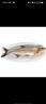 原生態(tài)現(xiàn)捕大翹嘴魚新鮮活魚現(xiàn)殺大白刁子小大白條魚淡水翹殼生鮮 翹嘴魚【2斤/條】 曬單實拍圖