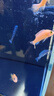 米家智能桌面魚(yú)缸小米生態(tài)魚(yú)缸小型智能專(zhuān)業(yè)背濾一體缸自循環(huán) 曬單實(shí)拍圖