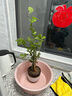茉莉花苗盆栽帶花苞九里香老樁花卉植物室內(nèi)濃香四季開花好養(yǎng) 大份茉莉花【4-6顆】花苞飽滿 曬單實拍圖