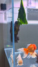 京牧欄敵百蟲(chóng)魚(yú)藥錨頭鳋指環(huán)蟲(chóng)錦鯉雙殺藥魚(yú)塘殺蟲(chóng)藥魚(yú)用敵百蟲(chóng)水產(chǎn)用 1瓶【十代敵百蟲(chóng)升級版】150g 曬單實(shí)拍圖
