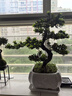 潮裕盆景迎客松羅漢松盆景客廳陽(yáng)臺造型綠植物造型高端盆景居家擺放好養護 羅漢松盆景4 曬單實(shí)拍圖