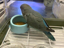 IGG鸚鵡高能滋養(yǎng)丸 飼料鳥糧1kg【61項檢測】虎皮玄鳳牡丹小太陽和尚 曬單實拍圖