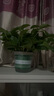 雙盟綠蘿盆栽除甲醛花卉綠植辦公室新房凈化空氣180加侖2盆裝源頭直發(fā) 曬單實拍圖