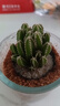 多肉植物仙人掌盆栽室內(nèi)肉肉仙人球小盆栽開花可愛桌面綠植 萬重山+玻璃盆+黃金砂+營養(yǎng)土 含盆 曬單實(shí)拍圖