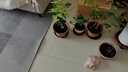 芷郁滲水器自動(dòng)懶人澆花器滴水器陽(yáng)臺盆栽滴灌養花家用花盆澆水 4個(gè) 曬單實(shí)拍圖