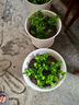 菊花苗小苗盆栽四季開(kāi)花千頭菊雛菊秋菊大花室內外綠植花卉多年生 菊花小苗20顆【混色】送四顆 曬單實(shí)拍圖
