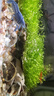 噢水噢鰲蝦觀(guān)賞蝦魚(yú)缸淡水寵物大型水族活體蝦龍紋天空藍魔紅白藍小鰲蝦 鰲蝦4厘米隨機6只 曬單實(shí)拍圖