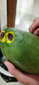 京鮮生 攀枝花凱特芒 凈重8.5斤 帶箱9斤 單果600g+ 生鮮水果 源頭直發(fā) 曬單實(shí)拍圖