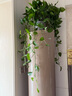 雙盟綠蘿盆栽除甲醛花卉綠植辦公室新房?jì)艋諝?60白1盆源頭直發(fā) 曬單實(shí)拍圖