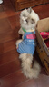 貓吖貓咪衣服秋冬保暖新款四腳背帶褲全包寵物狗狗衣服德文布偶防掉毛 藍色口袋背帶褲 M背長(cháng)30cm(貓7-10斤/狗6-10斤) 曬單實(shí)拍圖