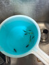 小型觀(guān)賞魚(yú)孔雀魚(yú)米奇魚(yú)斑馬魚(yú)白云金絲金苔鼠魚(yú)小型熱帶魚(yú)活體魚(yú) 孔雀+斑馬+米奇各3條 曬單實(shí)拍圖