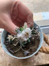 森系唯美永生花戒指婚禮求婚情侶對戒香檳色指環(huán)女生禮物高級感 月光凝瓣-女款【成品加戒指盒】 曬單實拍圖