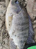 川澤魚(yú)漂套裝高靈敏加粗醒目全水域野釣浮漂套裝全套輕口鯽魚(yú)漂漂盒 【野釣鯽鯉套裝一】3支裝 全水域浮漂套裝 曬單實(shí)拍圖
