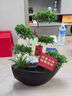 臨雅[兩小時達(dá)]中秋節(jié)送禮五層塔松盆栽青松綠植松樹喬遷開業(yè)盆景植物拍照選貨（單拍不發(fā)貨） 曬單實拍圖
