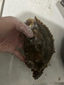 舟山梭子蟹鮮活特大野生大螃蟹新鮮冷凍海鮮水產(chǎn)海蟹飛蟹白蟹順豐 7-9兩/只【5斤凈重 特大肥壯】 曬單實(shí)拍圖