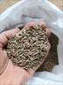 綠中城黑麥草種籽子種多年生牧草種子畜牧養殖草種雞鴨牛羊魚(yú)草種籽四季國產(chǎn)冬牧70黑麥/5斤裝散裝 高產(chǎn)型/畝產(chǎn)6噸 曬單實(shí)拍圖