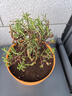 玫瑰花苗老樁特大花花卉綠植物盆栽月季薔薇室內(nèi)外陽臺四季 玫瑰花老樁/顏色混搭3棵 曬單實(shí)拍圖