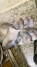 【順豐包郵】銀鯧魚新鮮白鯧魚鮮活冷凍海魚含冰衣鎖鮮發(fā)貨 銀鯧魚5斤【4條/斤含％25冰衣】 曬單實拍圖