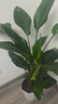 植男植女天堂鳥(niǎo)盆栽客廳室內好養大型落地真綠植辦公室植物鶴望蘭源頭直發(fā) 曬單實(shí)拍圖
