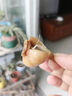 胖東L來糖蒜醬蒜頭泡大蒜頭腌蒜頭下飯菜泡菜咸菜酸甜爽口小菜 糖醋蒜頭3斤 曬單實拍圖