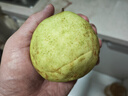 京鮮生樹熟軟糯奶油芭樂 凈重4.5斤裝單果150g+ 番石榴 中秋禮品 曬單實(shí)拍圖