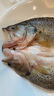 太湖?！緹o(wú)抗或有機認證 淡水鱸魚(yú)】孕婦嬰兒童食輔 鮮活三去魚(yú)類(lèi)水產(chǎn) 【有機】大鱸魚(yú) 400g*3條 曬單實(shí)拍圖