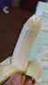精品云南香蕉高山香蕉現(xiàn)摘新鮮水果甜生青香蕉banana自然熟綠皮 精品高山蕉 9斤 曬單實(shí)拍圖