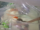 淡水河豚金娃娃觀(guān)賞魚(yú)斑馬狗頭魚(yú)除螺潛水艇魚(yú)可愛(ài)好養耐活呆萌 河豚2-3CM5只公母混搭五只 曬單實(shí)拍圖