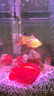 紅鸚鵡魚(yú)活魚(yú)小型熱帶觀(guān)賞魚(yú)淡水魚(yú)耐活元寶魚(yú)紅財神魚(yú)發(fā)財魚(yú) A級元寶鸚鵡12-14cm 3條 曬單實(shí)拍圖