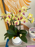 愛(ài)優(yōu)尚蝴蝶蘭帶花苞盆栽秋冬蘭花苗年宵花四季花卉植物黃圓室內源頭直發(fā) 曬單實(shí)拍圖