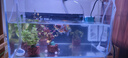 云峰海瑞水草活體懶人草魚(yú)缸造景活體水草套餐魚(yú)缸水草有莖類(lèi)中后景真水草 新手加強版【百花齊放凈水石】20-40cm套餐 曬單實(shí)拍圖
