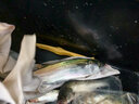 野營者29升帶輪防刮釣箱全套新款多功能釣魚箱魚桶垂釣保溫臺(tái)釣箱 29L 無輪單炮臺(tái)【雙軌道標(biāo)準(zhǔn)款+方盒+支架】 曬單實(shí)拍圖