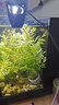 吉印刀鋒s魚(yú)缸燈led燈防水全光譜魚(yú)缸照明燈水草燈小型超白魚(yú)燈26cm 曬單實(shí)拍圖