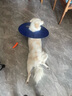 狗狗伊麗莎白圈加深大型犬狗狗防舔防咬項圈大號軟圈柔軟夏季脖套 （藍色） XL-內圈可調節25-53cm 曬單實(shí)拍圖