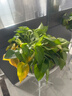 小冤家綠蘿盆栽室內花卉綠植綠籮水養花卉盆景桌面辦公客廳水培大葉綠色 180#透明吸水盆綠蘿四盆+肥2【7塊/盆】 曬單實(shí)拍圖