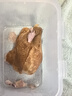育青食品育青食品 臺(tái)式熏雞580g 曬單實(shí)拍圖