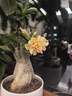 科沃斯T50 PRO掃地機器人國家補貼洗地機掃拖一體自動(dòng)清洗全自動(dòng)上下水洗拖吸一體 水箱版 曬單實(shí)拍圖