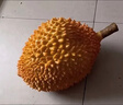 熱帶水果道具仿真泰國貓山王金枕頭榴蓮食物模型榴蓮樣品模具超大 大號黃色 曬單實(shí)拍圖