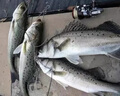 SHIMANO日本進(jìn)口隱形斑點(diǎn)釣魚(yú)線(xiàn)主線(xiàn)強拉力超柔軟子線(xiàn)高端尼龍線(xiàn)魚(yú)線(xiàn) 隱形變色3D斑點(diǎn)線(xiàn)102米【 送的可 4號 曬單實(shí)拍圖