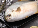 恒興食品 原條金鯧魚凈重2斤/4條裝 BAP認(rèn)證海鮮生鮮深海魚火鍋食材  曬單實(shí)拍圖