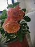 ZHANJIE【百蟲(chóng)清】花卉植物室內外綠植除蟲(chóng)劑蜘蛛蚜蟲(chóng)月季花蟲(chóng)害殺蟲(chóng)噴霧 【園藝師強力推薦】殺蟲(chóng)不傷植物*2 曬單實(shí)拍圖