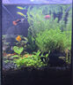 百綸木千黃金胡子魚(yú)缸清潔鼠魚(yú)除藻吃清苔觀(guān)賞魚(yú)清道夫魚(yú)黃金大帆魚(yú) 高品質(zhì) 2-3cm金色小胡子6條 曬單實(shí)拍圖