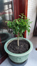 清韻伊人 夜來(lái)香花苗盆栽陽(yáng)臺庭院夏季驅蚊香草樹(shù)苗植物花卉四季開(kāi)花 六年苗（不含盆） 曬單實(shí)拍圖