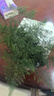文竹盆栽植物室內(nèi)花卉盆景客廳辦公室桌面小綠植好養(yǎng)云竹四季常青 精品文竹+冰釉淺綠盆+圓底托+苔蘚 曬單實(shí)拍圖